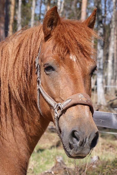 Säihkeen Säde