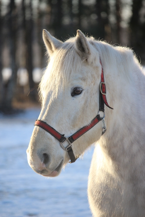 Niittykorven Halla