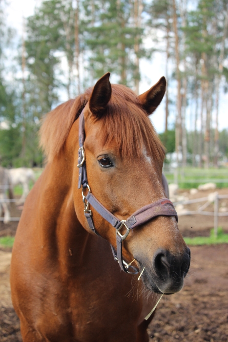 Vindyn Liekki